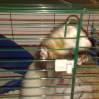 Photo #224338 de Chicco
