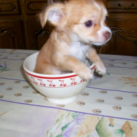 Photo #224405 de Etoile