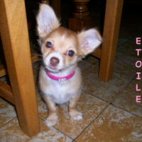 Photo #224407 de Etoile