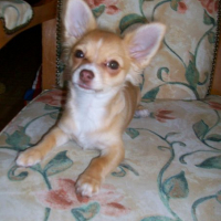 Photo #224413 de Etoile