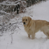 dans la neige