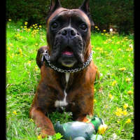 Photo #224575 de Tyson