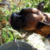 Photo #224577 de Tyson