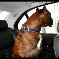 Photo #224579 de Tyson