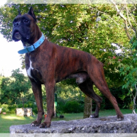 Photo #224580 de Tyson