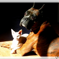 Photo #224582 de Tyson