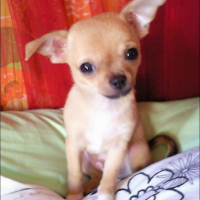 mon tchoupy