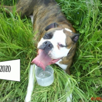 Photo #224691 de Vrenzo