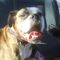 Photo #224697 de Vrenzo