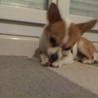 Photo #224699 de Cappi