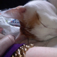Photo #224739 de Rouky