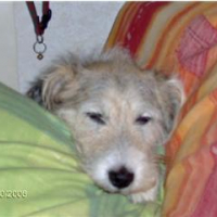 Photo #224768 de King