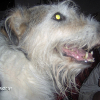 Photo #224771 de King