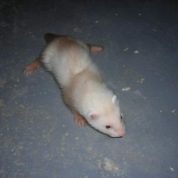Photo #224801 de Kamo