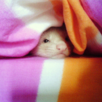 Photo #224802 de Kamo
