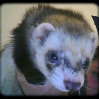 Photo #224837 de Kaiko
