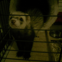 Photo #224838 de Kaiko