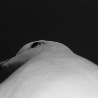 Photo #224841 de Cocotte