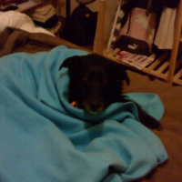eh oui les chiens aussi ont froid l'hiver!!