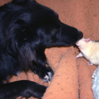 Photo #224860 de Duke