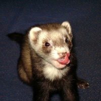 Photo #224903 de Furet