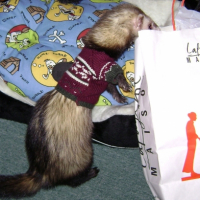 Photo #224906 de Furet