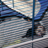 Photo #224908 de Furet