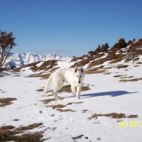Photo #224915 de Cooper