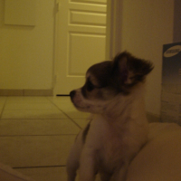 Photo #224932 de Elboy