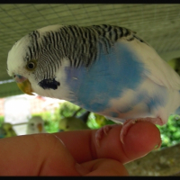 Photo #224939 de Tous mes oiseaux !