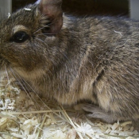 Photo #224963 de Pepper pote junior
