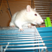 Photo #224971 de Melis