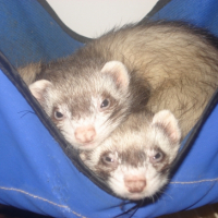 Photo #224999 de Anis