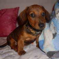 Photo #225047 de Snoopy