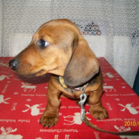 Photo #225048 de Snoopy