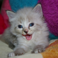 Photo #225049 de Elyott