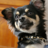 Photo #225054 de Lucky