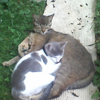 Photo #225066 de Dora 