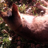 Photo #225068 de Dora 