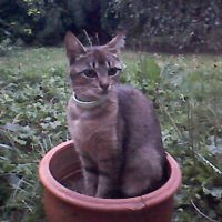 Photo #225070 de Dora 