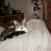 Photo #225083 de Guabi