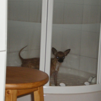 Photo #225100 de Doni
