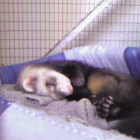 Photo #225102 de Gizmo