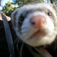 Photo #225103 de Gizmo