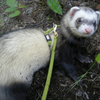 Photo #225105 de Gizmo