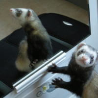 Photo #225106 de Gizmo