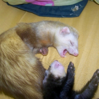 Photo #225111 de Bidou