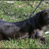 Photo #225119 de Ziyan