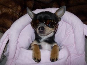 Cool - Chihuahua