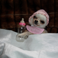 Photo #225125 de Dolly